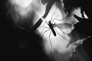 new-test-accurately-separates-zika-from-dengue