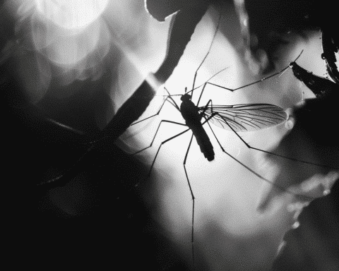 new-test-accurately-separates-zika-from-dengue